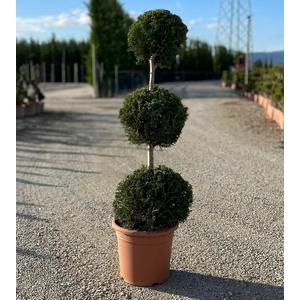 Arany lombú leyland ciprus CUPRESSOCYPARIS LEYLANDII CASTLEWELLAN GOLD 3 GÖMB K9