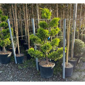 Arany lombú leyland ciprus CUPRESSOCYPARIS LEYLANDII GOLD RIDER BONSAI K35