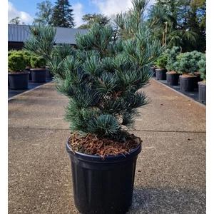 Japán fehérfenyő   PINUS PARVIFLORA NEGISHI 50/60 K12