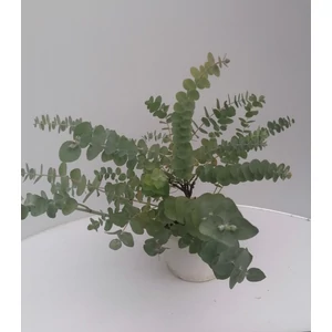 Havasi eukaliptusz EUCALYPTUS CINEREA SILVER DOLLAR K4