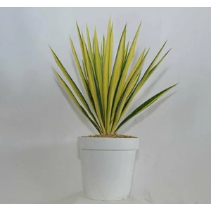 Fürtös pálmaliliom   YUCCA FILAMENTOSA K3