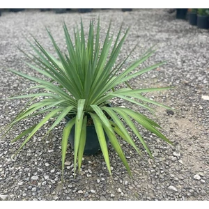 Pompás pálmaliliom   YUCCA GLORIOSA K25