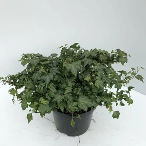 Közönséges borostyán   HEDERA HELIX MAPLE QUEEN 60/80 K2