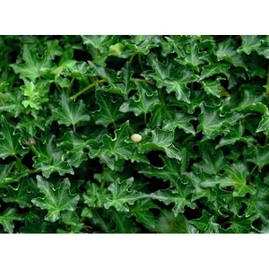 Közönséges borostyán   HEDERA HELIX IVALACE 60/80 K2