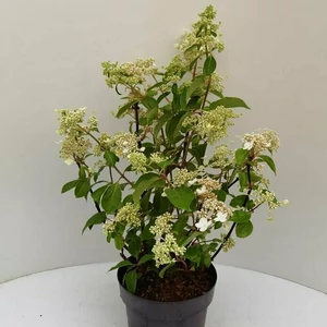 Bugás hortenzia   HYDRANGEA PANICULATA 25/35 K3