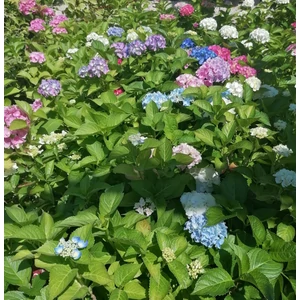 Kerti hortenzia HYDRANGEA MACROPHYLLA K3