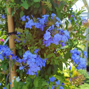 Ólomvirág   PLUMBAGO AURICULATA AZUREUM BAMBUSZRA FUTTATOTT K5