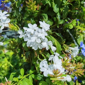 Ólomvirág   PLUMBAGO AURICULATA ALBA BAMBUSZRA FUTTATOTT K5