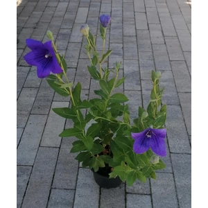 Léggömbvirág PLATYCODON GRANDIFLORUS ASTRA BLUE CS13