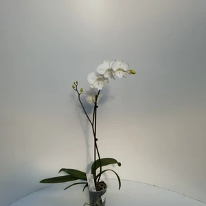 Lepkeorchidea WIT 1 ÁGAS CS12 