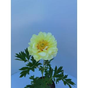 Bazsarózsa hybrid   PAEONIA ITOH BARTZELLA K3