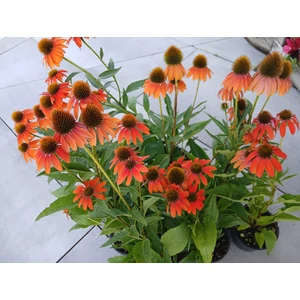 Bíbor kasvirág ECHINACEA PURPUREA LAKOTA ORANGE/RED CS17