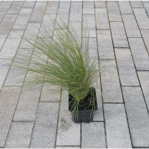 Árvalányhaj STIPA TENUISSIMA PONY TAILS CS9