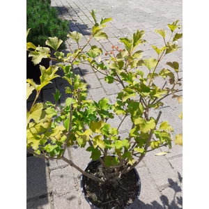 Kányabangita VIBURNUM OPULUS COMPACTUM K3