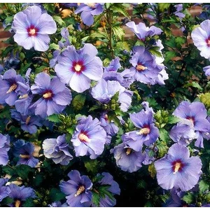 Kerti mályvacserje   HIBISCUS SYRIACUS OISEAU BLUE 30/40 K5