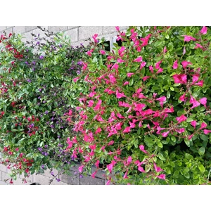 zsálya SALVIA GREGGII MIRAGE RED/PINK/VIOLET CS13