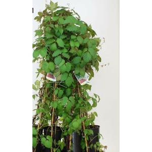 Repkény vadszőlő   PARTHENOCISSUS TRICUSPIDATA VEITCHII 60/80 K2
