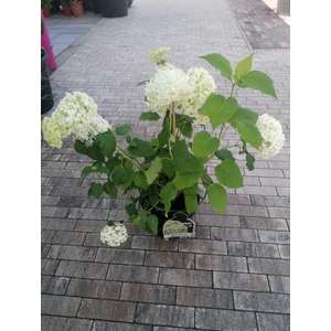 Cserjés hortenzia HYDRANGEA ARBORESCENS ANNABELLE K10