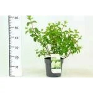 Bugás hortenzia   HYDRANGEA PANICULATA SILVER DOLLAR 50/60 K4,6