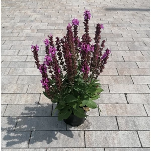 Ligeti zsálya SALVIA NEMOROSA  ROSE MARVEL K1,5
