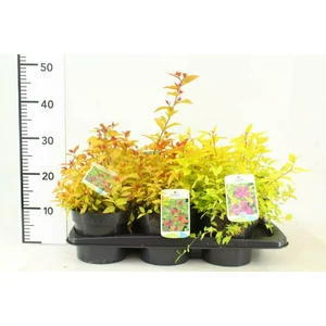 Japán gyöngyvessző   SPIRAEA JAPONICA GOLDMOUND K2