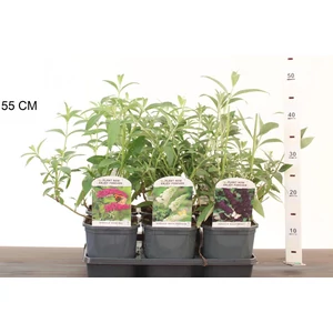 Nyári orgona BUDDLEJA DAVIDII FAJTÁK K2
