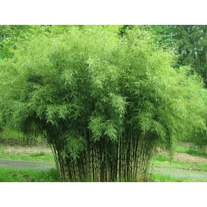 Bambusz    FARGESIA MURIELIAE ASIAN ART 25/30 CS17