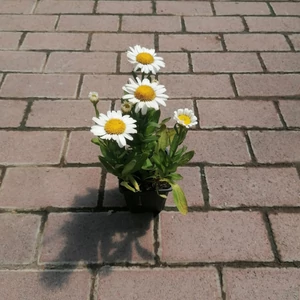 Törpe margaréta LEUCANTHEMUM MAXIMUM SNOW LADY CS9