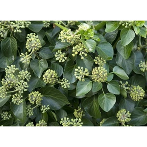 Erdei borostyán   HEDERA HELIX ARBORI COMPACT 25/30 K3