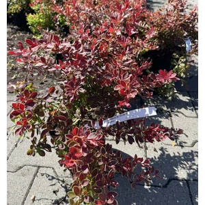 Japán vérborbolya   BERBERIS THUNBERGII CORAL K2