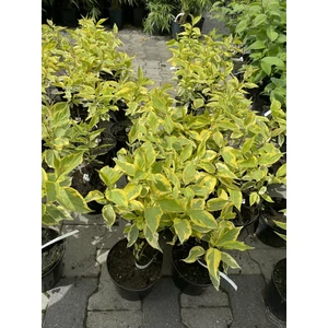 Sárgatarka levelű som  CORNUS ALBA SPAETHII K2
