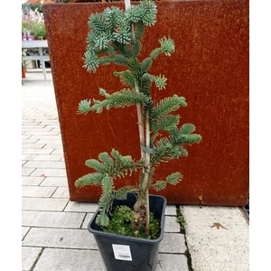 Nemes jegenyefenyő   ABIES PROCERA GLAUCA K3