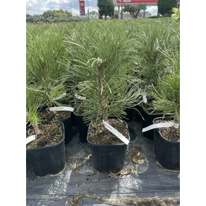 Páncélfenyő PINUS LEUCODERMIS MALINKI K3