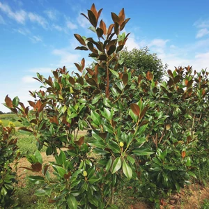 Örökzöld liliomfa MAGNOLIA GRANDIFLORA GALLISONIENSIS 150/175*