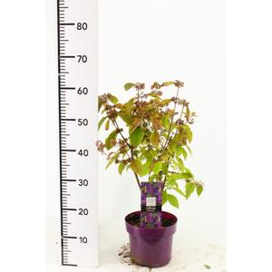Kínai lilabogyó   CALLICARPA BODINIERI PROFUSION 50/+ CS19