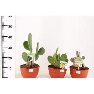 Kaktusz   OPUNTIA HYBRID 20/25 CS20