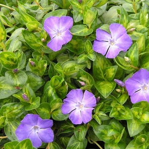 Tarkalevelű meténg   VINCA MAJOR MACULATA CS9×9