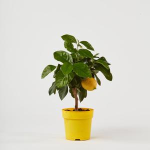 Citrom   CITRUS LIMONE T1/4 40 CM (CITROMSÁRGA CSERÉP)