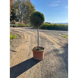 Arany lombú leyland ciprus CUPRESSOCYPARIS LEYLANDII CASTLEWELLAN GOLD T50 K15
