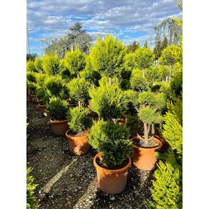 Arany lombú leyland ciprus CUPRESSOCYPARIS LEYLANDII CASTLEWELLAN GOLD 3 GÖMB 100/+ K25
