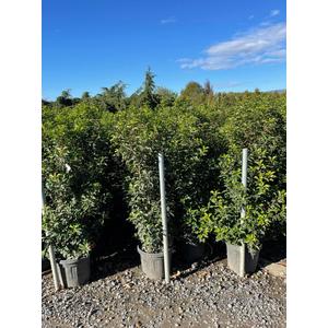  Portugál babérmeggy  PRUNUS LUSITANICA BRENELIA 125/150 K25