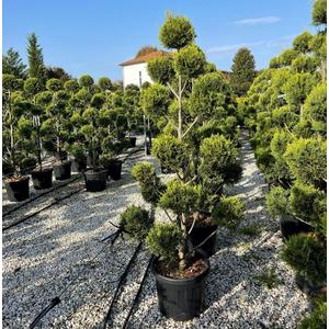 Arany lombú leyland ciprus CUPRESSOCYPARIS LEYLANDII CASTLEWELLAN GOLD POM-PON 140/160 K35