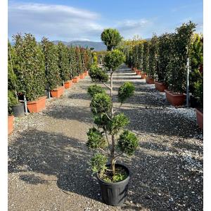 Arany lombú leyland ciprus CUPRESSOCYPARIS LEYLANDII CASTLEWELLAN GOLD POM-PON 120/140 K18