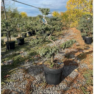 Fövenyboróka    JUNIPERUS CONFERTA SCHLAGER BONSAI K30