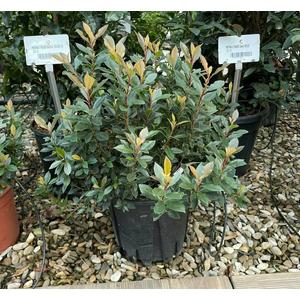 Örökzöld korallberkenye   PHOTINIA FRASERI CHICO 20/40 K10