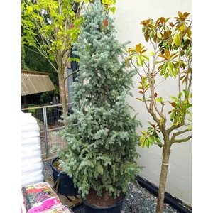 Oszlopos ezüstfenyő   PICEA PUNGENS ISELI FASTIGIATA 225/250 K155