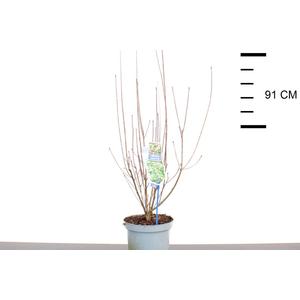 Harangos csengőbojt   ENKIANTHUS CAMPANULATUS 40/50 CS19