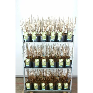 Cserjés hortenzia   HYDRANGEA ARBORESCENS ANNABELLE 50/60 K5