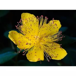 Örökzöld orbáncfűHYPERICUM HIDCOTE CS11