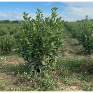 Oszlopos babérmeggy PRUNUS LAUROCERASUS OBELISK 60/80*